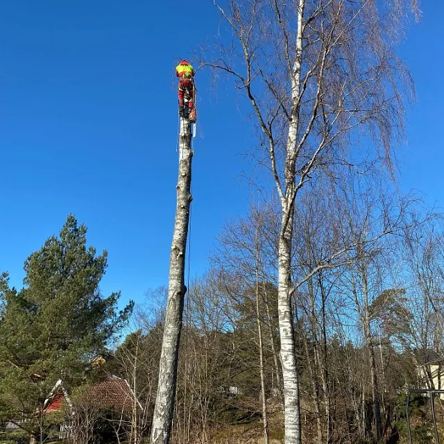 Trefeller på toppen av et tre