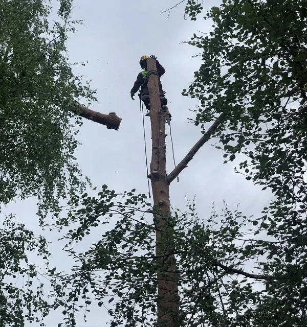 Trefeller i toppen av et tre