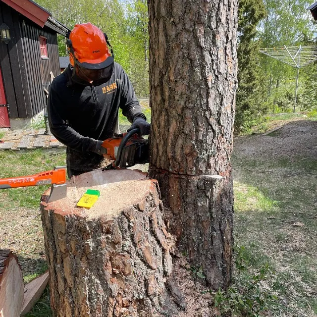 Trefeller under trefellingsarbeid