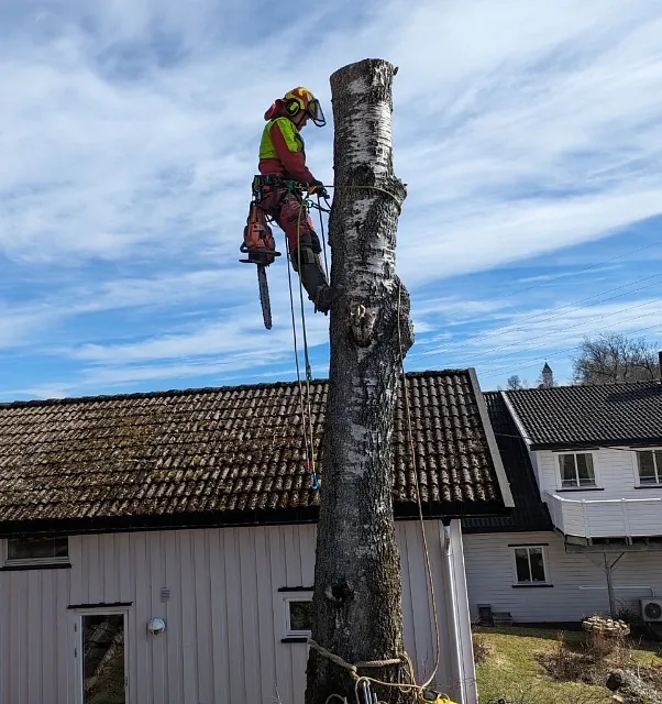 Trefeller i sluttfasen av trefelling