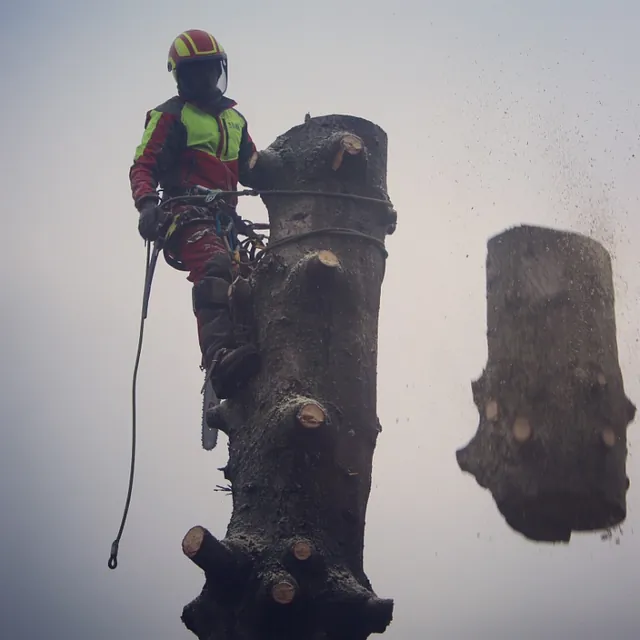 Trefeller i høyt tre